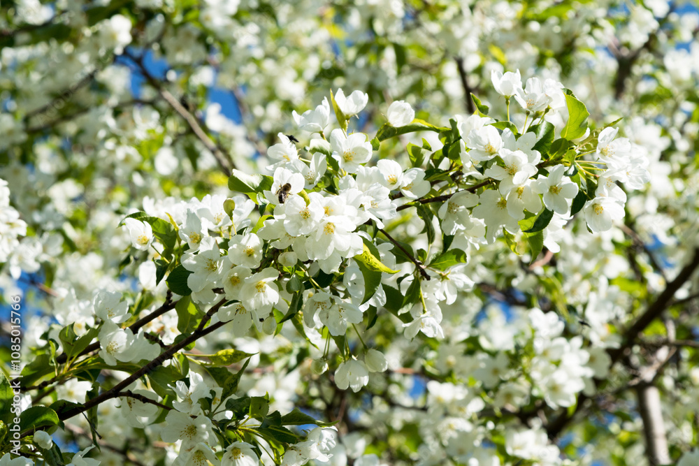 White flowers of apple trees spring landscape White flowers of apple trees spring landscape