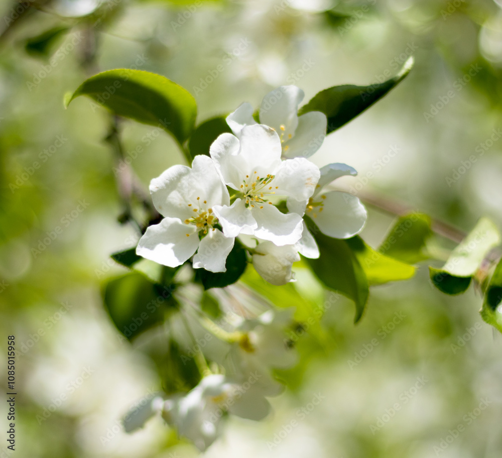 White flowers of apple trees spring landscape White flowers of apple trees spring landscape