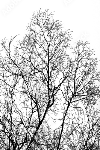 tree branches on a white background