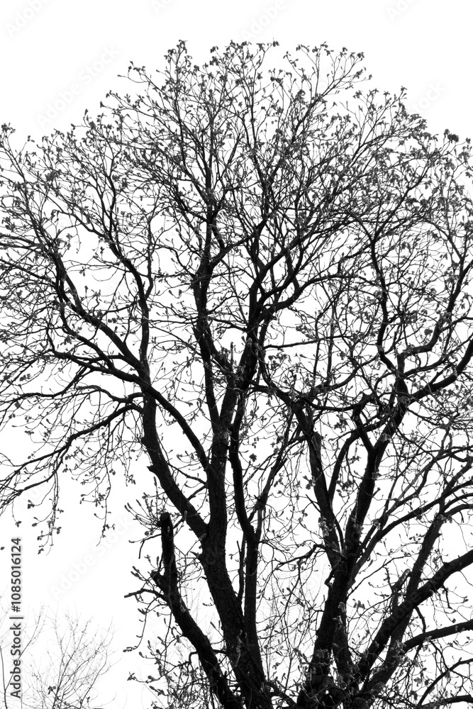 tree branches on a white background tree branches on a white background