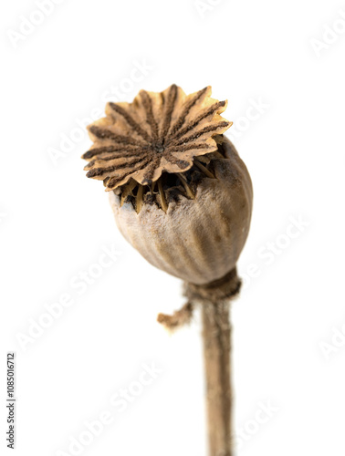 dry head poppy on a white background photo