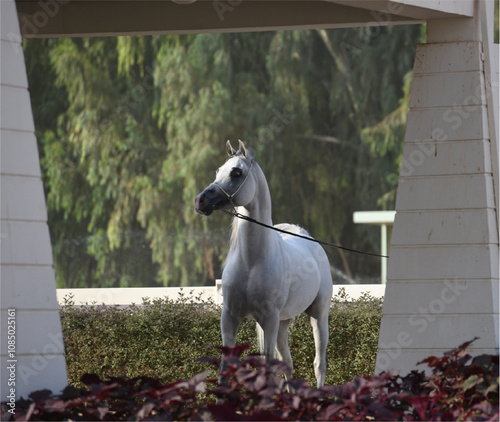 The beauty of purebred Arabian horses around the world.