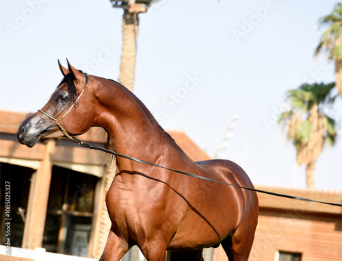 The beauty of purebred Arabian horses around the world.
