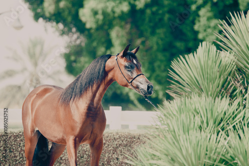 The beauty of purebred Arabian horses around the world.