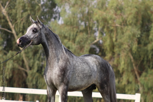 Show Arabian Horses and racing arabian horses.