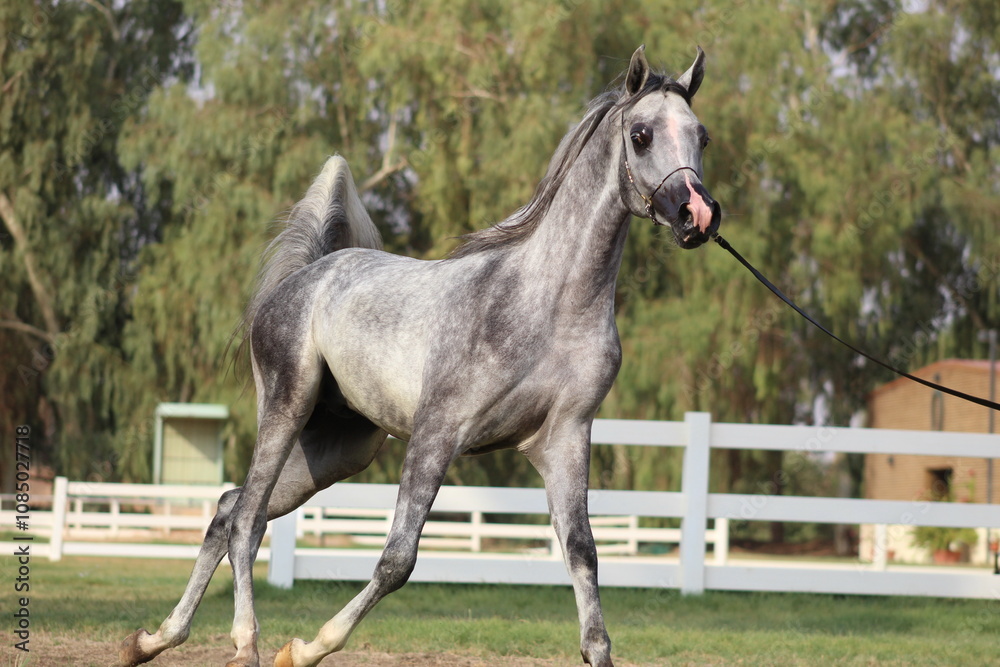 Show Arabian Horses and racing arabian horses. Show Arabian Horses and racing arabian horses.