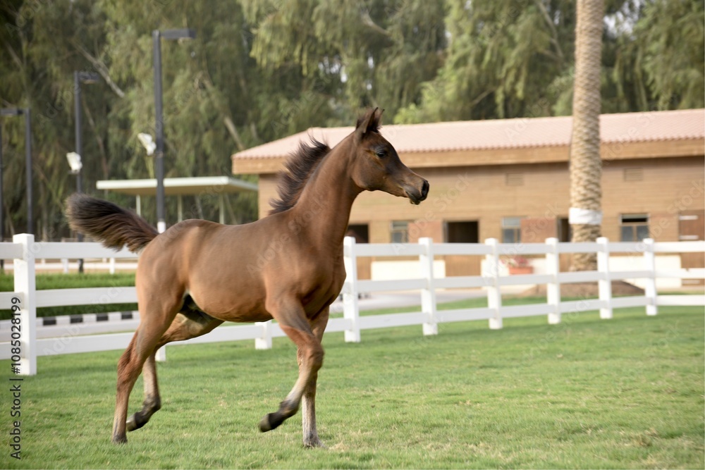 Show Arabian Horses and racing arabian horses. Show Arabian Horses and racing arabian horses.