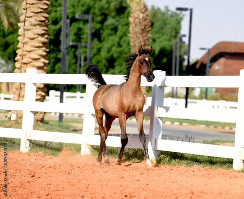 The beauty of purebred Arabian horses around the world.