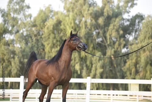 Show Arabian Horses and racing arabian horses.