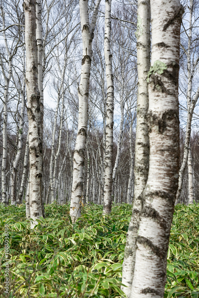 Fototapeta premium 初春の八千穂高原の白樺林