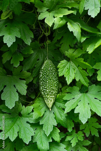 ゴーヤの果実　Momordica charantia photo