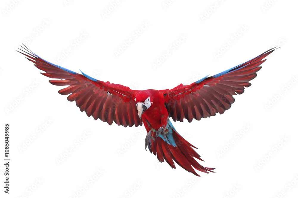 Colorful flying Green Wing Macaw parrot isolated on transparent background png file Colorful flying Green Wing Macaw parrot isolated on transparent background png file