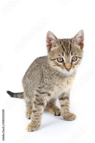 A playful kitten in a playful position on a white background