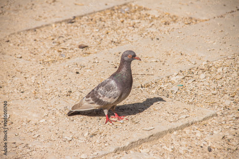 Obraz premium bird standing, pigeon eating, peace dove, eating and drinking wile resting, outdoor photoshoot, shot is selective focus with shallow depth of field, photo taken at Cairo Egypt