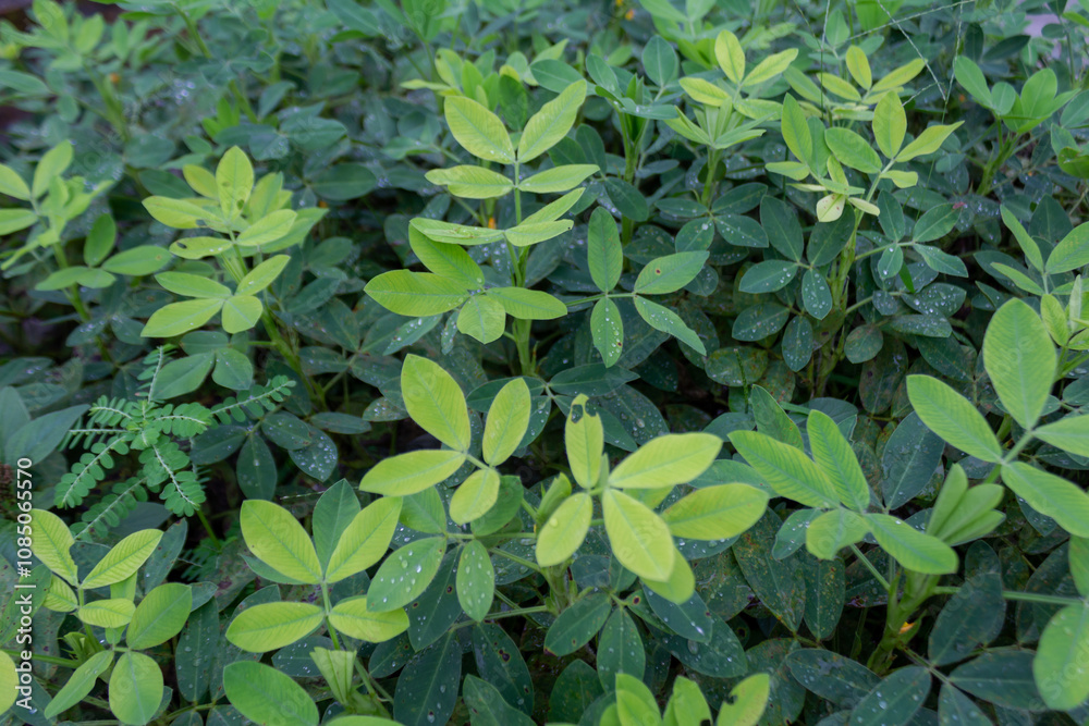 Peanut Plant in Home Garden - Sustainability Concept Peanut Plant in Home Garden - Sustainability Concept