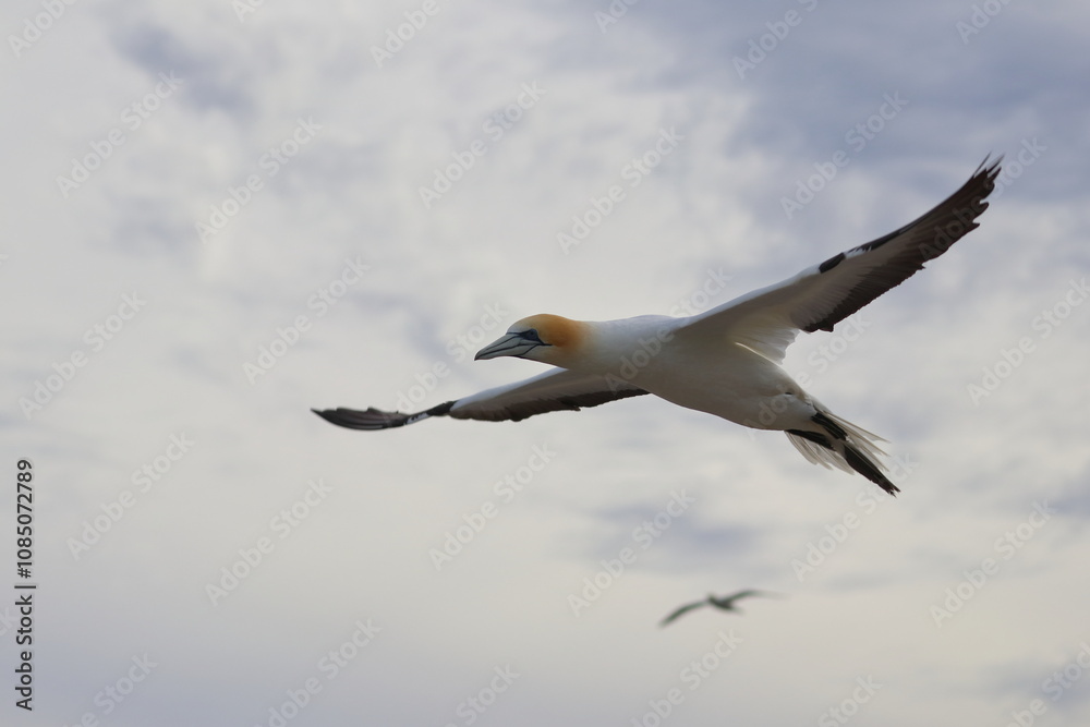 Fototapeta premium gannet colony