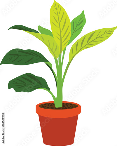 Green plant in a terracotta pot 