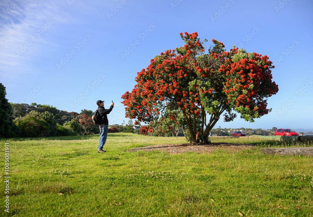 Man taking photos using a smartphone of a flowering Pohutukawa tree, New Zealand Christmas tree.