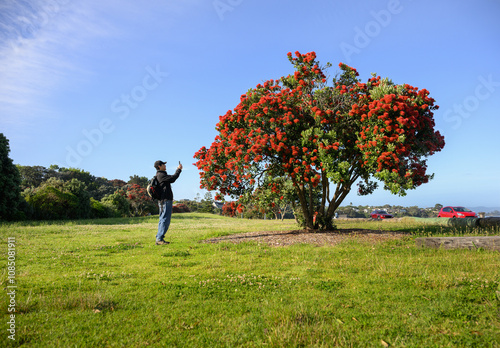 Obraz na płótnie Man taking photos using a smartphone of a flowering Pohutukawa tree, New Zealand Christmas tree. w salonie