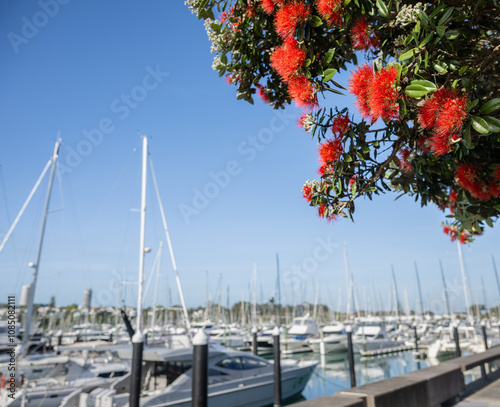 Pohutukawa trees in full bloom. Unrecognisable yachts in foreground. New Zealand Christmas tree.