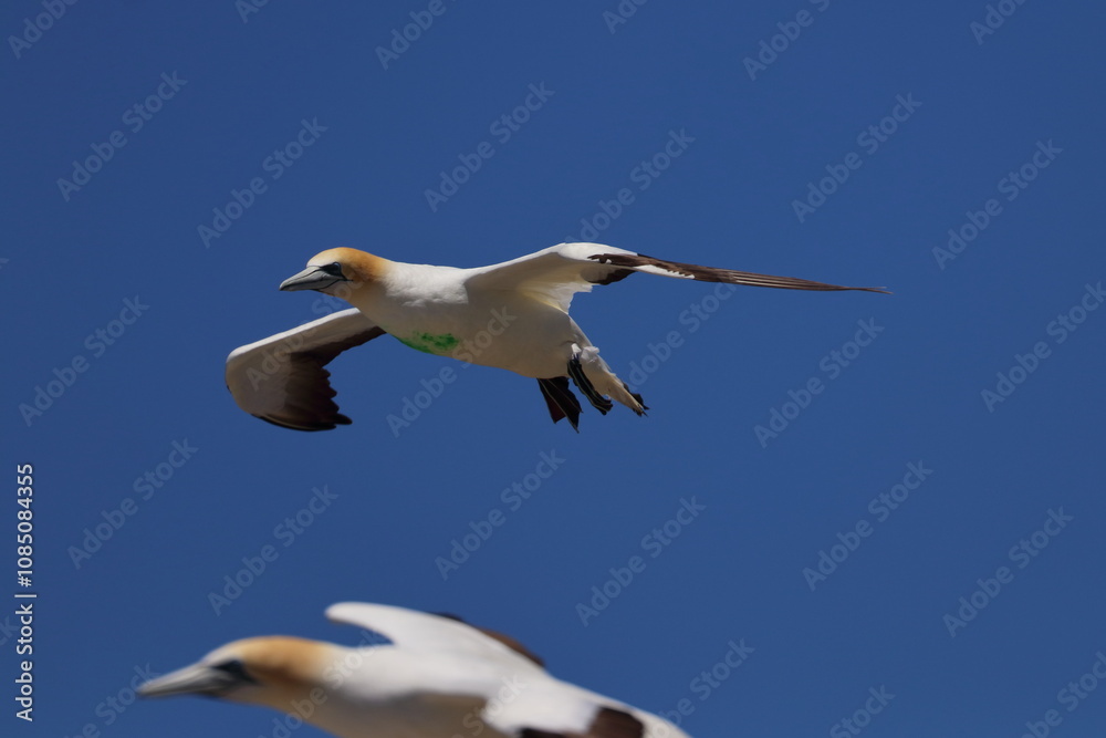 Fototapeta premium gannet colony