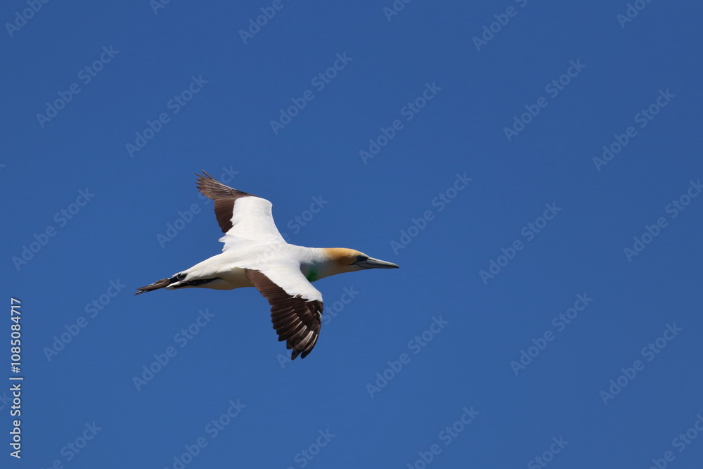 Obraz premium gannet colony