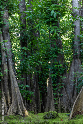 Green moss forest tree wood, Green nature calming summer warm day, Scenic forest of fresh green wood deciduous forest tree moss, Tree and moss woodland.