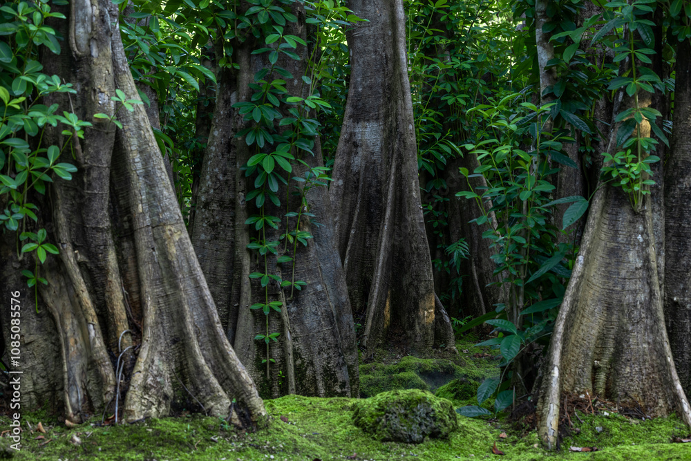 Green moss forest tree wood, Green nature calming summer warm day, Scenic forest of fresh green wood deciduous forest tree moss, Tree and moss woodland. Green moss forest tree wood, Green nature calming summer warm day, Scenic forest of fresh green wood deciduous forest tree moss, Tree and moss woodland.