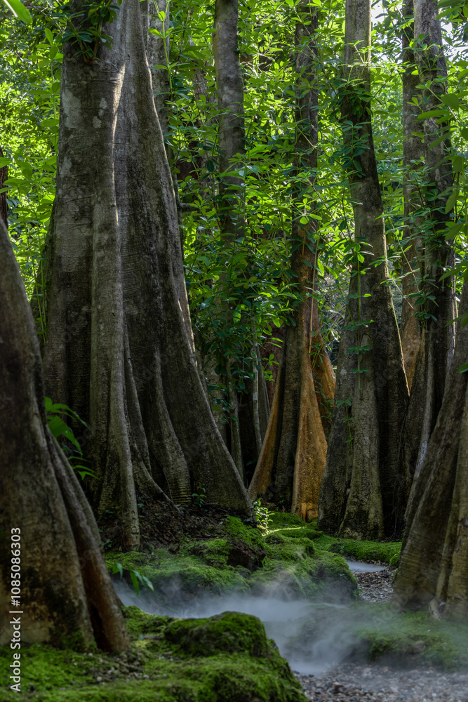 Fototapeta premium Green moss forest tree wood, Green nature calming summer warm day, Scenic forest of fresh green wood deciduous forest tree moss, Tree and moss woodland.