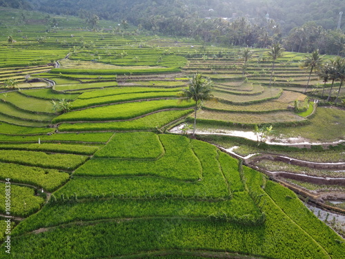 THE BEAUTY OF THE FERTILE PANORAMIC TERRACING OF RICE FIELDS ON THE SLOPE OF MOUNT AMBARAWA, INDONESIA