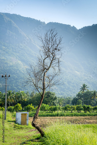 Kollengode, a small hamlet in the Palakkad district of Kerala, is known for its picturesque landscape, which is dominated by lush green stretches of paddy fields. photo