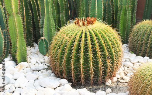 Close-up golden barrel cactus spines background. photo