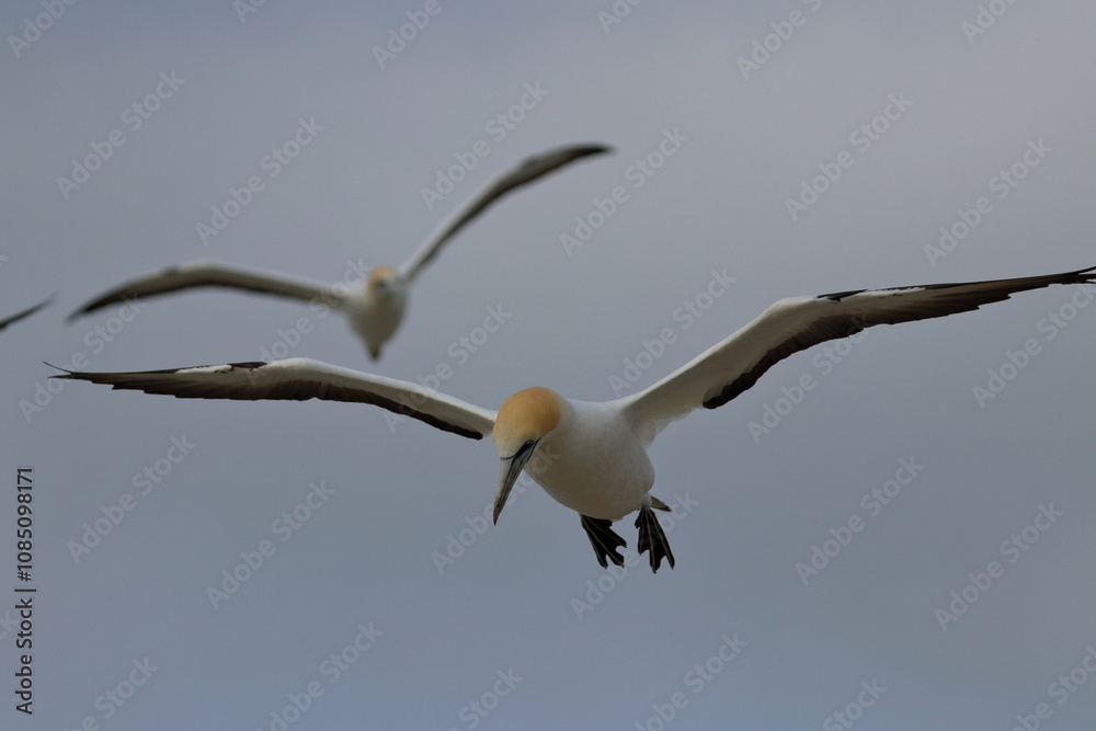 point danger gannet