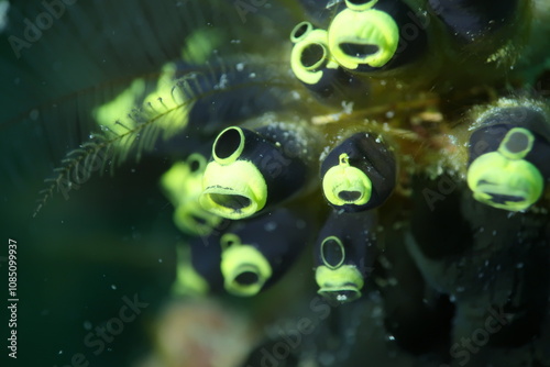 Clavelina robusta is commonly known as Sea Squirt, Stalked Ascidian, Cat Eye Squirt. Tambelan, Riau Islands, Indonesia photo