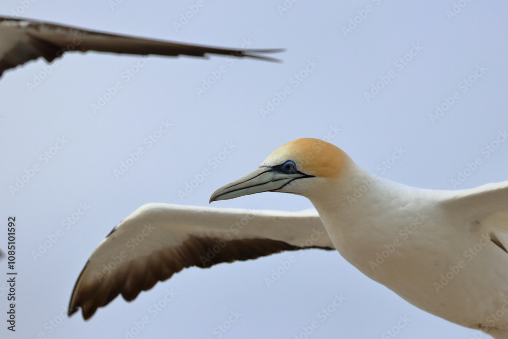 Obraz premium gannet colony