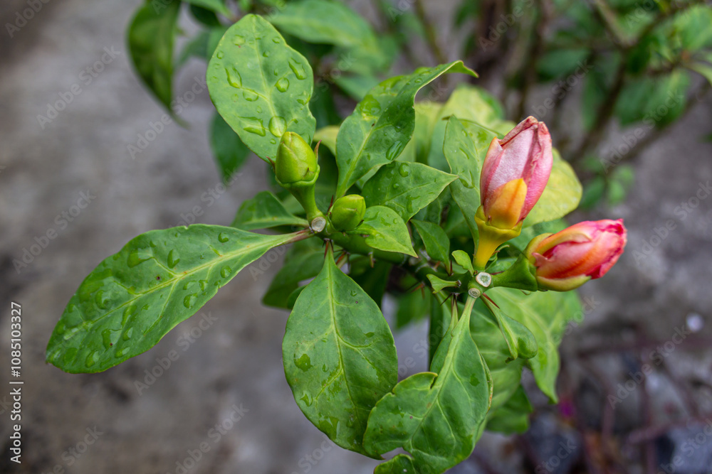 Tropical Garden with Water Droplets on Pereskia Bleo Rose Cactus Blossoms Tropical Garden with Water Droplets on Pereskia Bleo Rose Cactus Blossoms