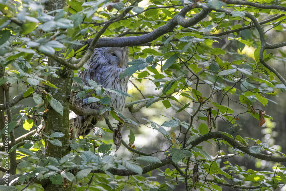 Fototapeta premium bird on tree