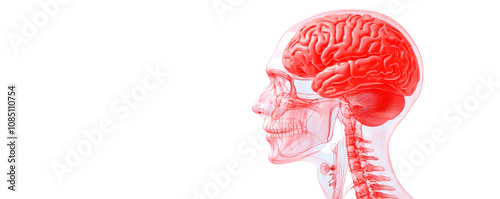 A detailed anatomical illustration of a human head, showcasing the internal structures of the brain and facial features.