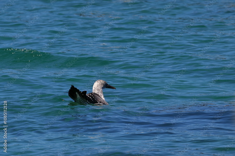 Obraz premium australasian gannet