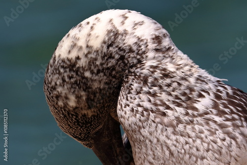 australasian gannet photo