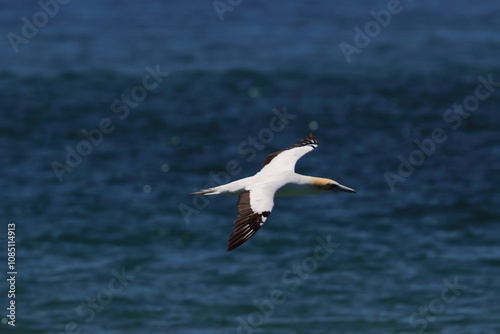 australasian gannet photo