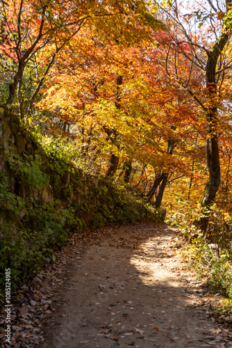 autumn in the park