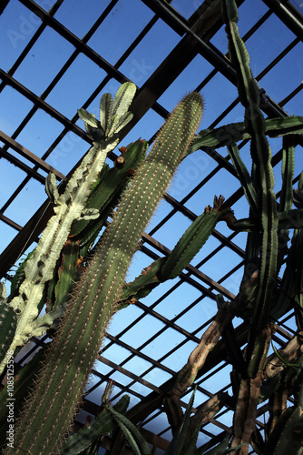 Inside views of Glasgow Botanic gardens - City of Glasgow - Scotland - UK