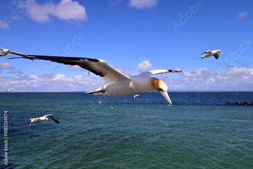 australasian gannet photo