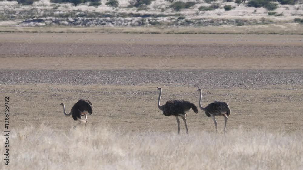 Flock of ostriches at Kgalagadi Transfrontier Park in Botswana Flock of ostriches at Kgalagadi Transfrontier Park in Botswana