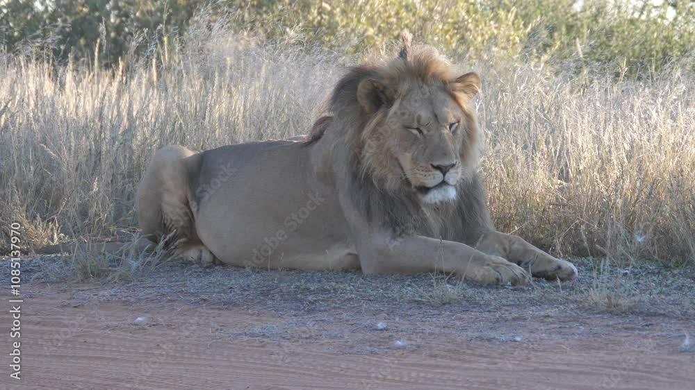 Male lion laying next to a dirt road at Kgalagadi Transfrontier Park in Botswana Male lion laying next to a dirt road at Kgalagadi Transfrontier Park in Botswana