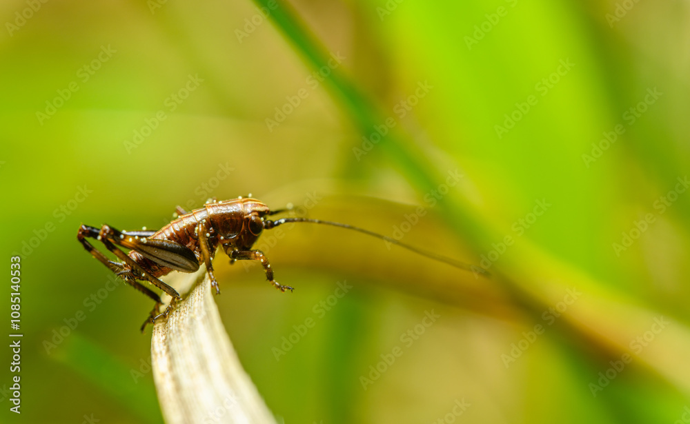 Fototapeta premium small brown cricket on grass blade