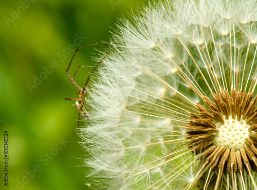 Tetragnatha spider on dandelion seed blow head photo