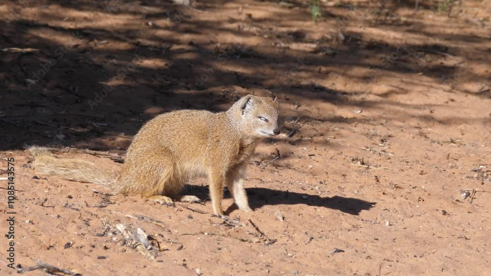 Yellow mongoose at Kgalagadi Transfrontier Park in Botswana Yellow mongoose at Kgalagadi Transfrontier Park in Botswana