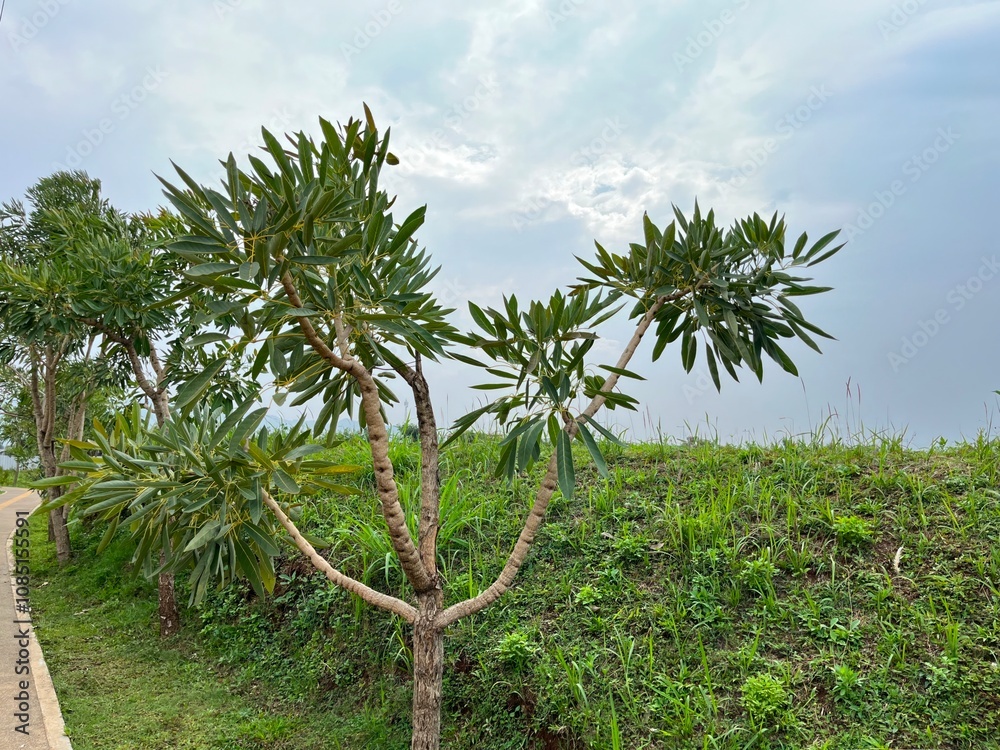Naklejka premium A tree with lush green leaves against a cloudy sky and grassy background.